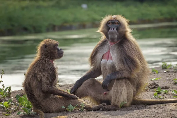 Retrato Mono Gelada Theropithecus Gelada Mono Sangrante Babuino Gelada Comunicación — Foto de Stock