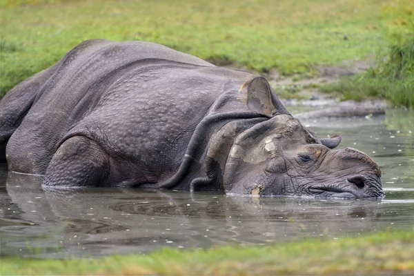 Grande Rinoceronte Indiano Chifre Rhinoceros Unicornis Esfria Pele Água Chifre — Fotografia de Stock