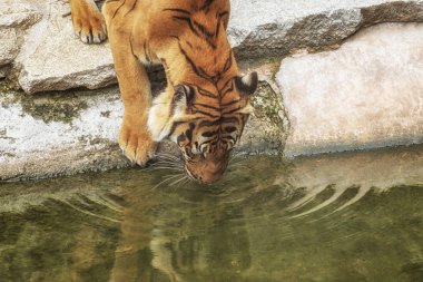 Sumatra kaplanı, Panthera tigris sumatrae, 'küçük' büyük kedi bir sulama içecek su yerdir. Endonezya Sumatra Adası kökenli olduğunu