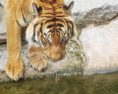 Sumatra kaplanı, Panthera tigris sumatrae, 'küçük' büyük bir kedi bir sulama yerdir. Kaynağı Endonezya Sumatra Adası alanıdır. Yayla yağmur ormanları ve turba bataklıkları bataklık ova bir yaşam alanıdır