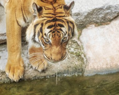 Sumatran Tiger, Panthera tigris sumatrae, 'small' big cat is at a watering place. Origin is Indonesian island of Sumatra. Habitat is lowland to highland rainforests and peat bogs marshland clipart