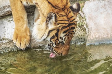Sumatra kaplanı, Panthera tigris sumatrae, 'küçük' büyük bir kedi bir sulama yerdir. Kaynağı Endonezya Sumatra Adası alanıdır. Yakın çekim