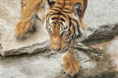 Sumatra kaplanı, Panthera tigris sumatrae, 'küçük' büyük kedi suya iner. Kaynağı Endonezya Sumatra Adası alanıdır. Yayla yağmur ormanları ve turba bataklıkları bataklık ova bir yaşam alanıdır
