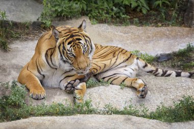 Sumatra kaplanı, Panthera tigris sumatrae, 'küçük' büyük kediler. Kaynağı Endonezya Sumatra Adası alanıdır. Yayla yağmur ormanları ve turba bataklıkları bataklık ova bir yaşam alanıdır