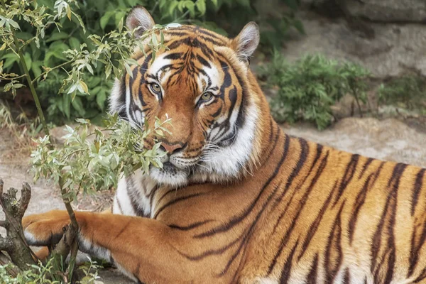 Tigre Sumatra Panthera Tigris Sumatrae Pequeño Gato Grande Miente Origen — Foto de Stock