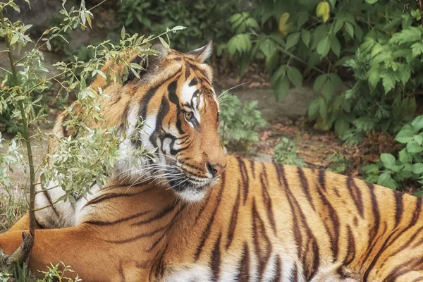 Tigre Sumatra Panthera Tigris Sumatrae Pequeño Gato Grande Miente Origen — Foto de Stock