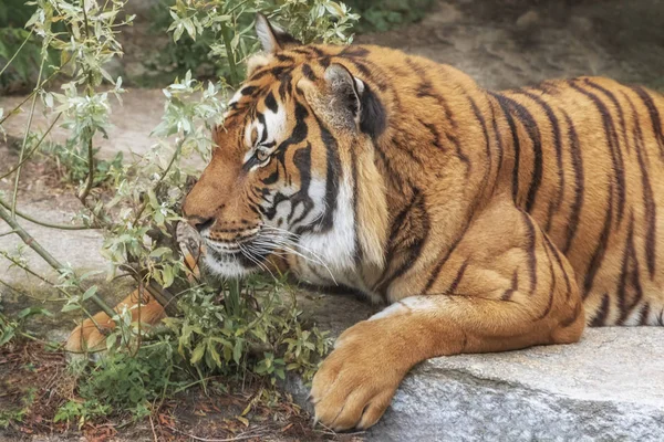 Tigre Sumatra Panthera Tigris Sumatrae Pequeño Gato Grande Solitario Origen — Foto de Stock