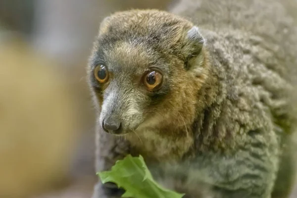 Mungo Lemur Eulemur Mongoz Ein Kleiner Primat Der Auf Madagaskar — Stockfoto