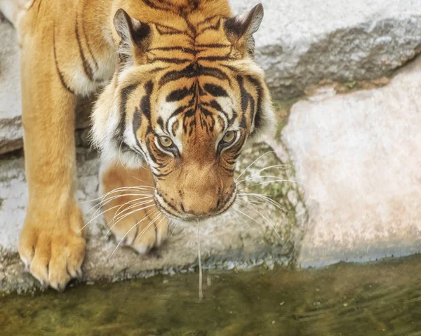 Sumatra kaplanı, Panthera tigris sumatrae, 'küçük' büyük bir kedi bir sulama yerdir. Kaynağı Endonezya Sumatra Adası alanıdır. Yayla yağmur ormanları ve turba bataklıkları bataklık ova bir yaşam alanıdır