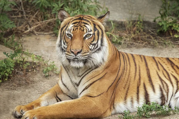 Tigre Sumatra Panthera Tigris Sumatrae Pequeños Grandes Felinos Origen Isla — Foto de Stock