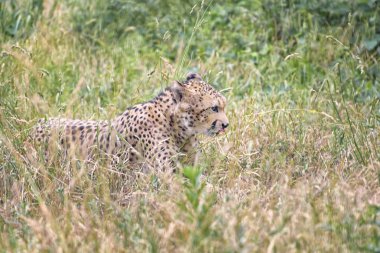 Çita, Acinonyx jubatus Alt familya küçük kediler, en hızlı kara hayvanı büyük bir kedi olduğunu