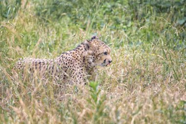 Cheetah, Acinonyx jubatus is a large cat of the subfamily Felinae, the fastest land animal clipart