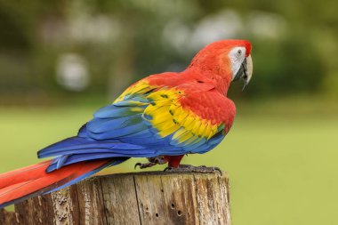 Scarlet macaw, Ara macao, a large red, yellow, and blue Central and South American parrot is outdoor. Close up clipart