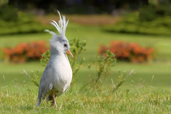 Kagu Cagou Rhynochetos Jubatus Ave Cresta Patas Largas Gris Azulado —  Fotos de Stock