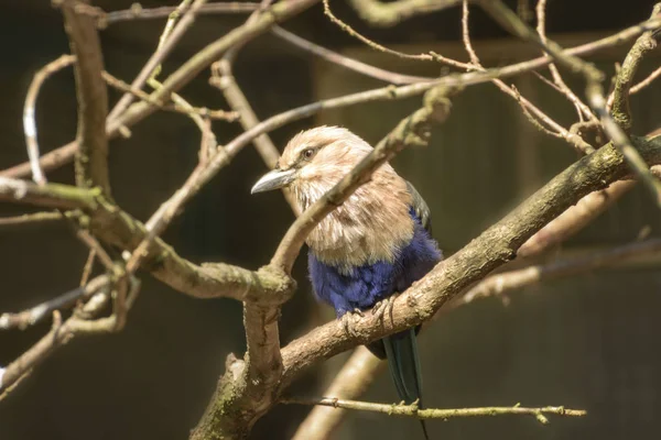 Rouleau Ventre Bleu Coracias Cyanogaster Niche Dans Trou Dans Arbre — Photo