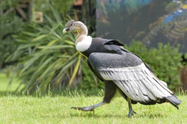 Andean condor, Vultur gryphus, a South American bird in the New World vulture family Cathartidae, the largest flying bird in the world is on the field. Outdoor clipart