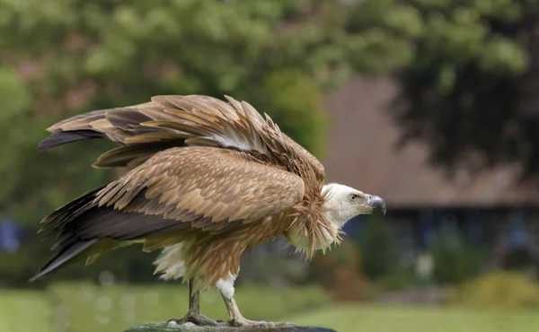 格里芬秃鹫 Gyps Fulvus 欧亚格里芬是一个大型的旧大陆秃鹫在猛禽家族的 在林间空地上 一个格里芬是户外的 — 图库照片