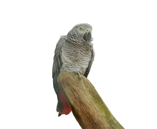 Żako Psittacus Erithacus Kongo Szary Papuga Jest Papuga Starego Świata — Zdjęcie stockowe