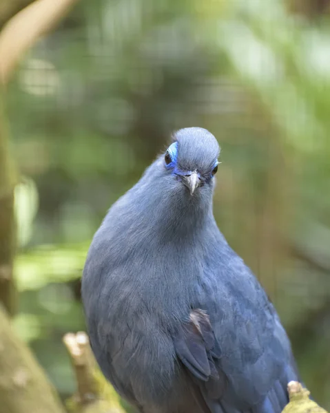 ブルー 一七六五 一七六五 Caerulea 鳥カッコウ ファミリは マダガスカル島に固有の種であります 顔のクローズ アップ — ストック写真