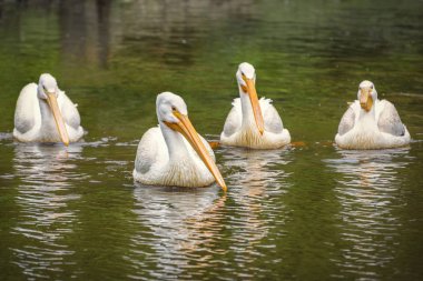 Büyük beyaz pelikan, Pelecanus onocrotalus, Amerikan beyaz pelikan bir grupta Balık tutma