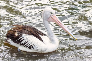 Avustralya pelikanı, Pelecanus conspicillatus yüzme ve onun büyük kese Gaga gösterdim. Yakın çekim. Açık