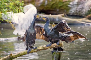 Büyük karabatak Phalacrocorax carbo, siyah karabatak, karabatak cins bir dalış deniz kuştan