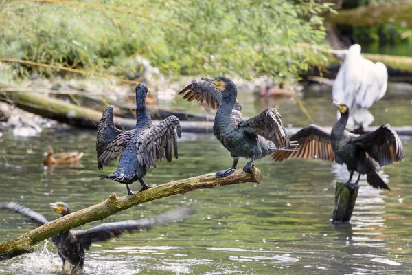 Dwa Wielkie Kormorany Phalacrocorax Carbo Nurkowania Ptaków Morskich Rodzaju Kormorany — Zdjęcie stockowe