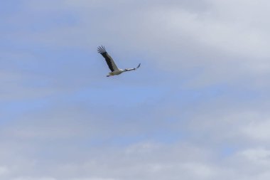 Beyaz leylek mavi gökyüzünde uçan