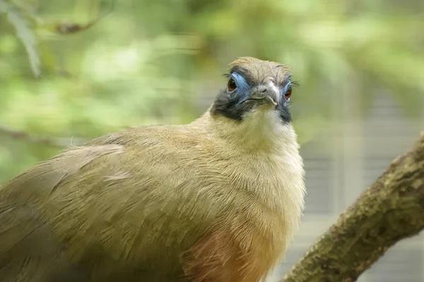 Giant Coua Coua Gigas Infödda Till Madagaskar Fågel Från Göken — Stockfoto