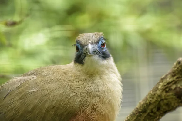 Giant Coua Coua Gigas Infödda Till Madagaskar Fågel Från Göken — Stockfoto