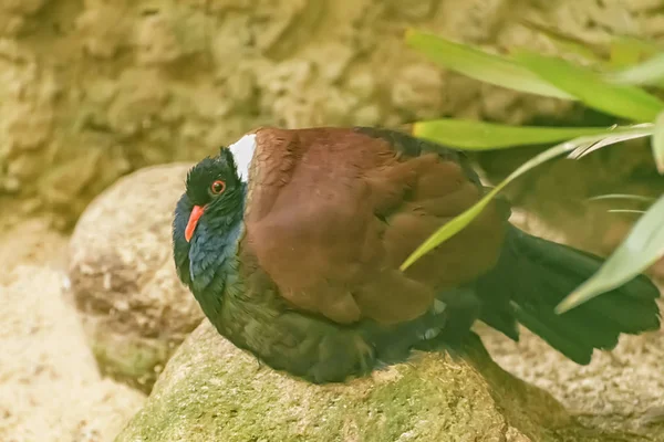 화이트 Naped 비둘기 기본에 우림의 뉴기니와 이국적인 새입니다 클로즈업 — 스톡 사진