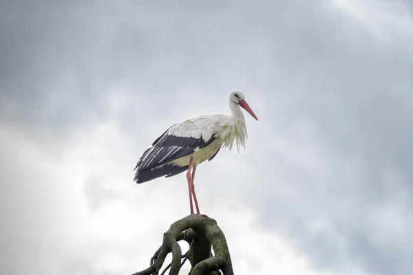 青空の背景の木の上にコウノトリ — ストック写真