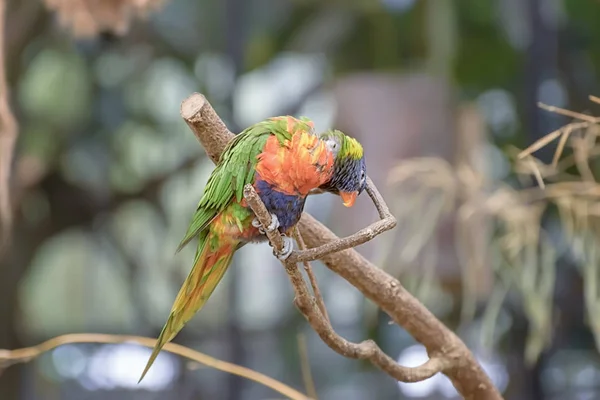 Rainbow Lorikeet Trichoglossus Moluccanus Ветке Дерева Закрыть — стоковое фото