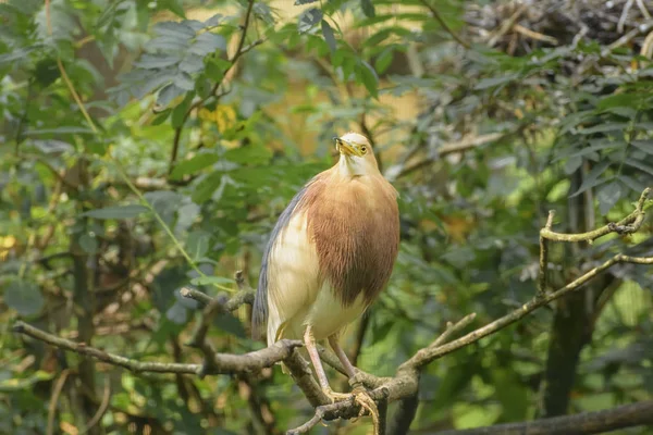 Czapla Blekok Sawah Ardeola Speciosa Gatunek Ptaka Gnieździe Dla Dorosłych — Zdjęcie stockowe
