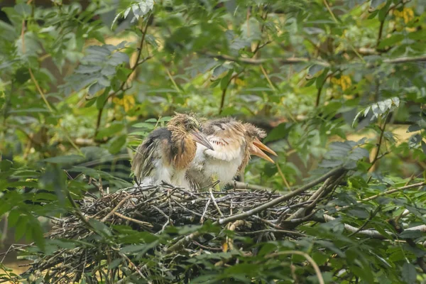 ジャワ池ヘロン Blekok Ardeola 木の枝の巣でワタリの鳥の雛 クローズ アップ — ストック写真