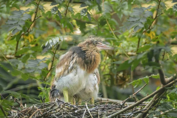 ジャワ池ヘロン Blekok Ardeola ワタリの鳥の巣のひよこです クローズ アップ — ストック写真