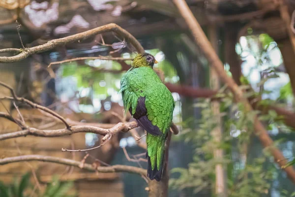 Quetzal Tête Dorée Pharomachrus Auriceps Oiseau Remarquablement Coloré Sur Branche — Photo