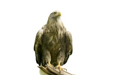 Ak kuyruklu deniz-kartal, Haliaeetus albicilla, çok büyük bir kartal. İzole