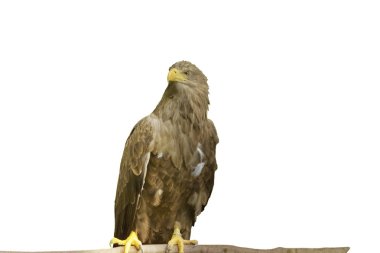 Ak kuyruklu deniz-kartal, Haliaeetus albicilla, çok büyük bir kartal. Göl kenarında kapatmak