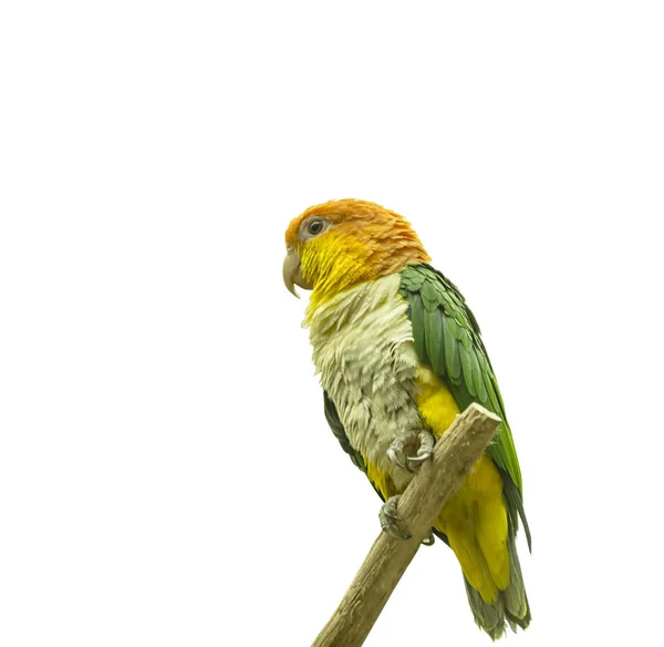 Papagaio Coxas Verdes Pionites Leucogaster Leucogaster Pássaro Tropical Exótico Isolados — Fotografia de Stock