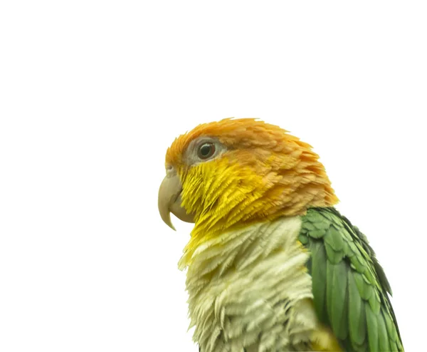 Green Thighed Parrot Pionites Leucogaster Leucogaster Exotic Tropical Bird Close — Stock Photo, Image