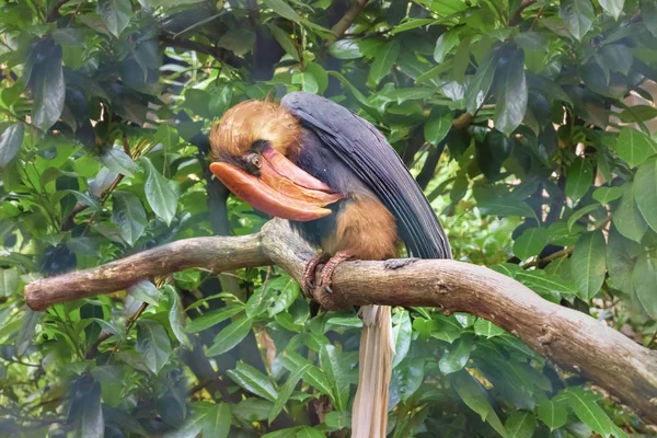 Rufous hornbill Pictures, Rufous hornbill Stock Photos & Images