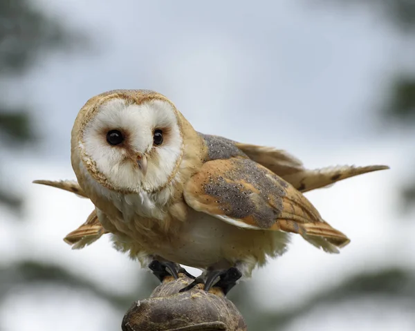 Schleiereule Tyto Alba Die Weitesten Verbreitete Eulenart Innenplakat Nahaufnahme — Stockfoto