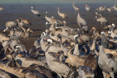 Kuşlar doğal habitatlar, Israil Hula Vadisi, 500.000.000 kuşlar için bir dinlenme yeri ortak vinç. Kuş göç kuşları izlerken