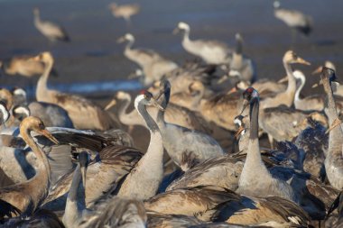 Kuşlar doğal habitatlar ortak vinç. Doğa rezervi 'nde göç eden kuşların flocks. Avrupa 'dan Afrika ve Asya 'ya seyahat eden kuşlar