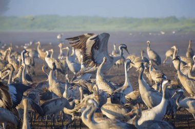 Kuşlar doğal habitatlar ortak vinç. Doğa rezervi 'nde göç eden kuşların flocks. Avrupa 'dan Afrika ve Asya 'ya seyahat eden kuşlar