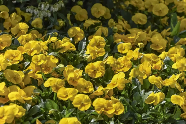 Viole del pensiero gialle che mostrano il petalo superiore sovrapposto, i due petali laterali e il petalo inferiore singolo. Fiori per la progettazione del paesaggio — Foto Stock