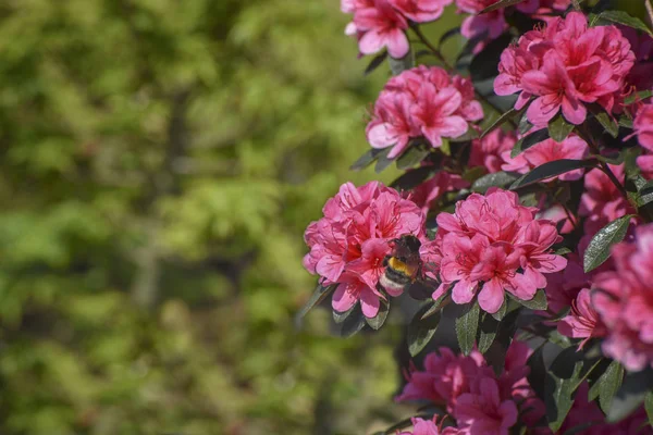 Azalea Rosa King. Vrij krachtige Japanse Azalea, Regal diep roze bloesem tegen aantrekkelijk groenblijvende loof — Stockfoto