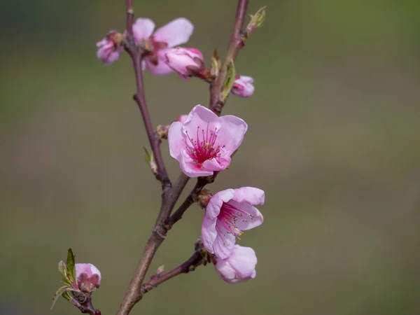 Ice peach tree branch in pink bloom. Spring season. Fruit trees for gardens