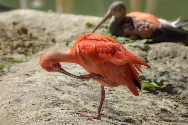 Scarlet ibis, Eudocimus ruber está em primeiro plano no lago. Natureza paisagem. Observação de aves — Fotografia de Stock